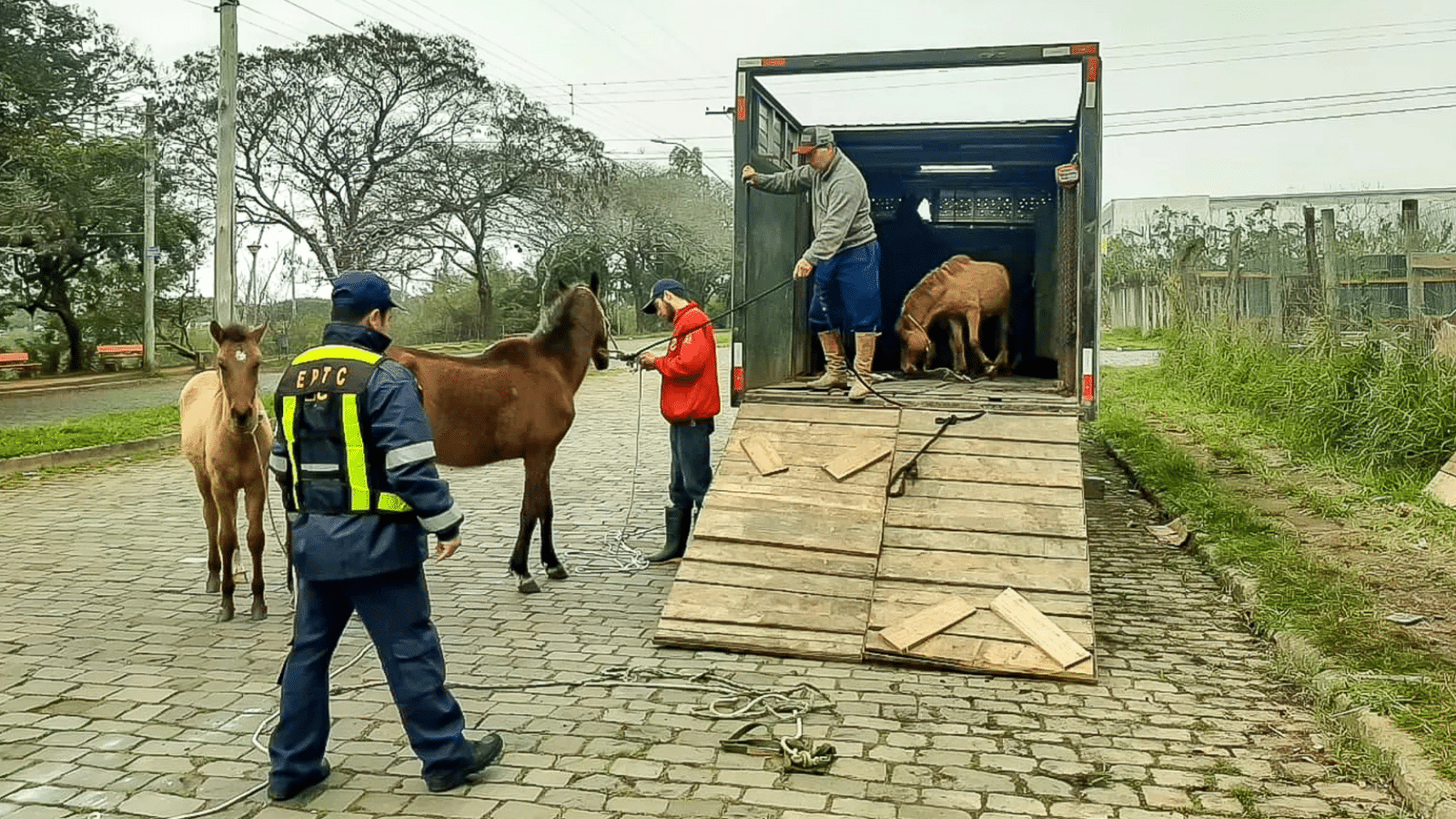 Imagem de arquivo da EPTC utilizada para ilustrar apreensão de cavalos em 2025. Foto: Divulgação.