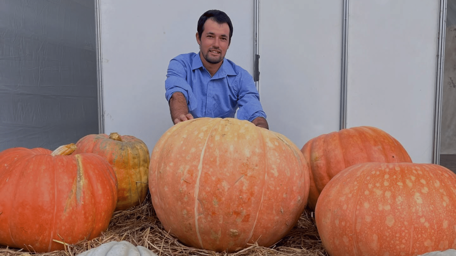 Abóbora de 62kg em Dom Feliciano. Foto: Divulgação/Prefeitura Municipal.