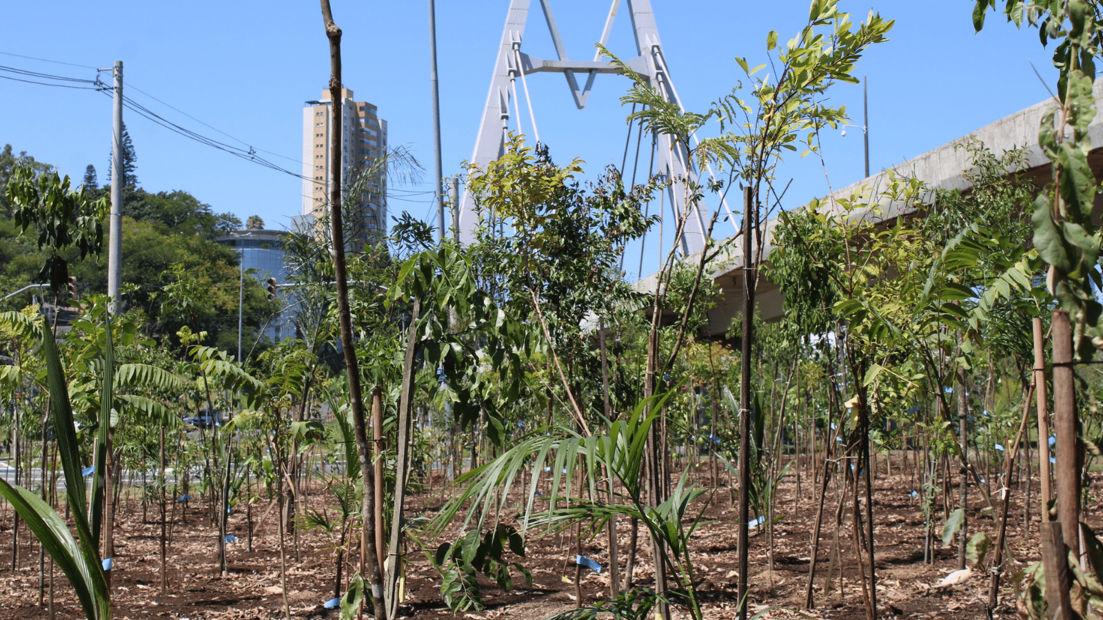 Floresta de bolso em Porto Alegre. Foto: Sérgio Louruz.