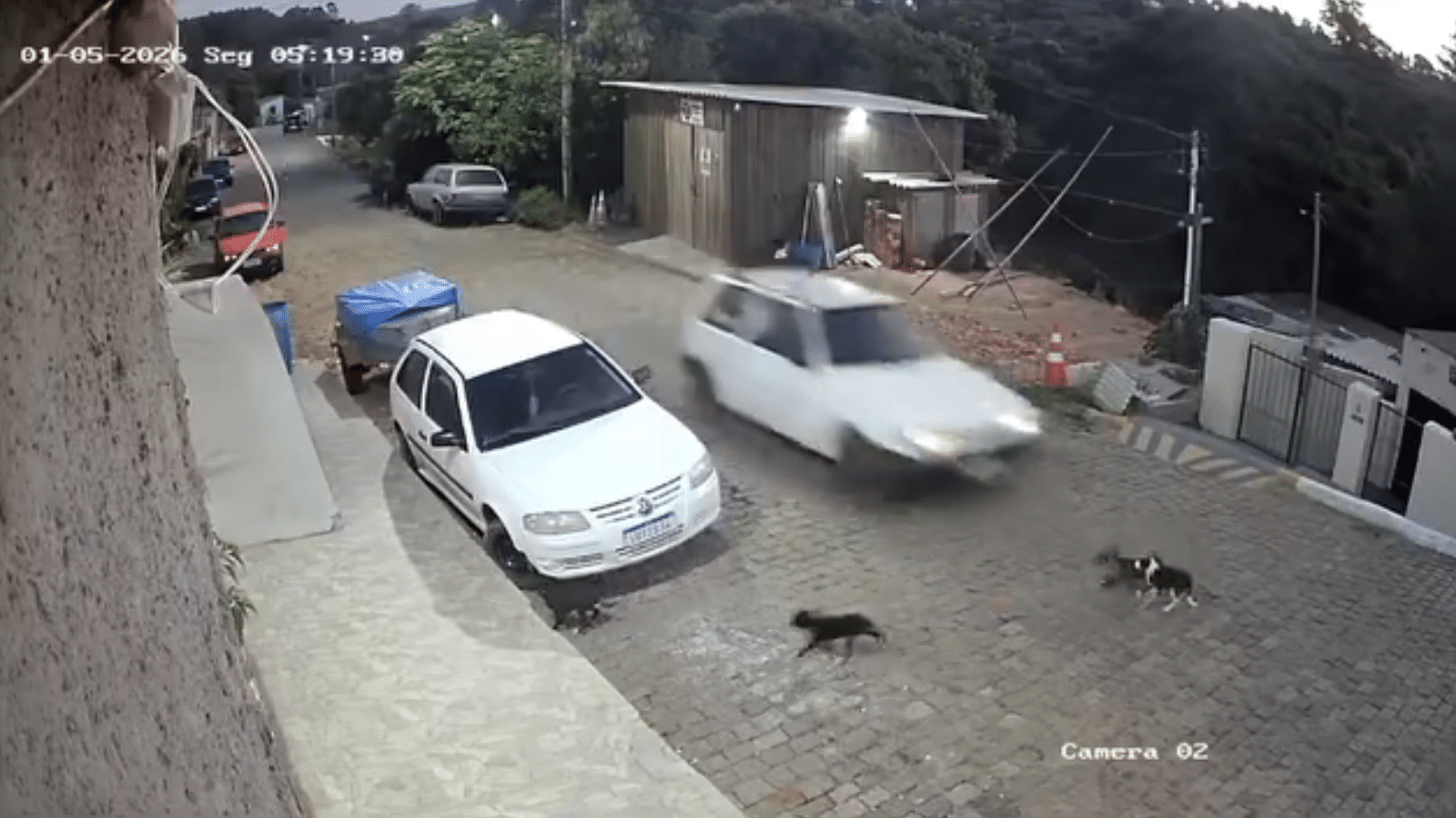 Polícia Civil prende homem por matar cães em Encruzilhada do Sul