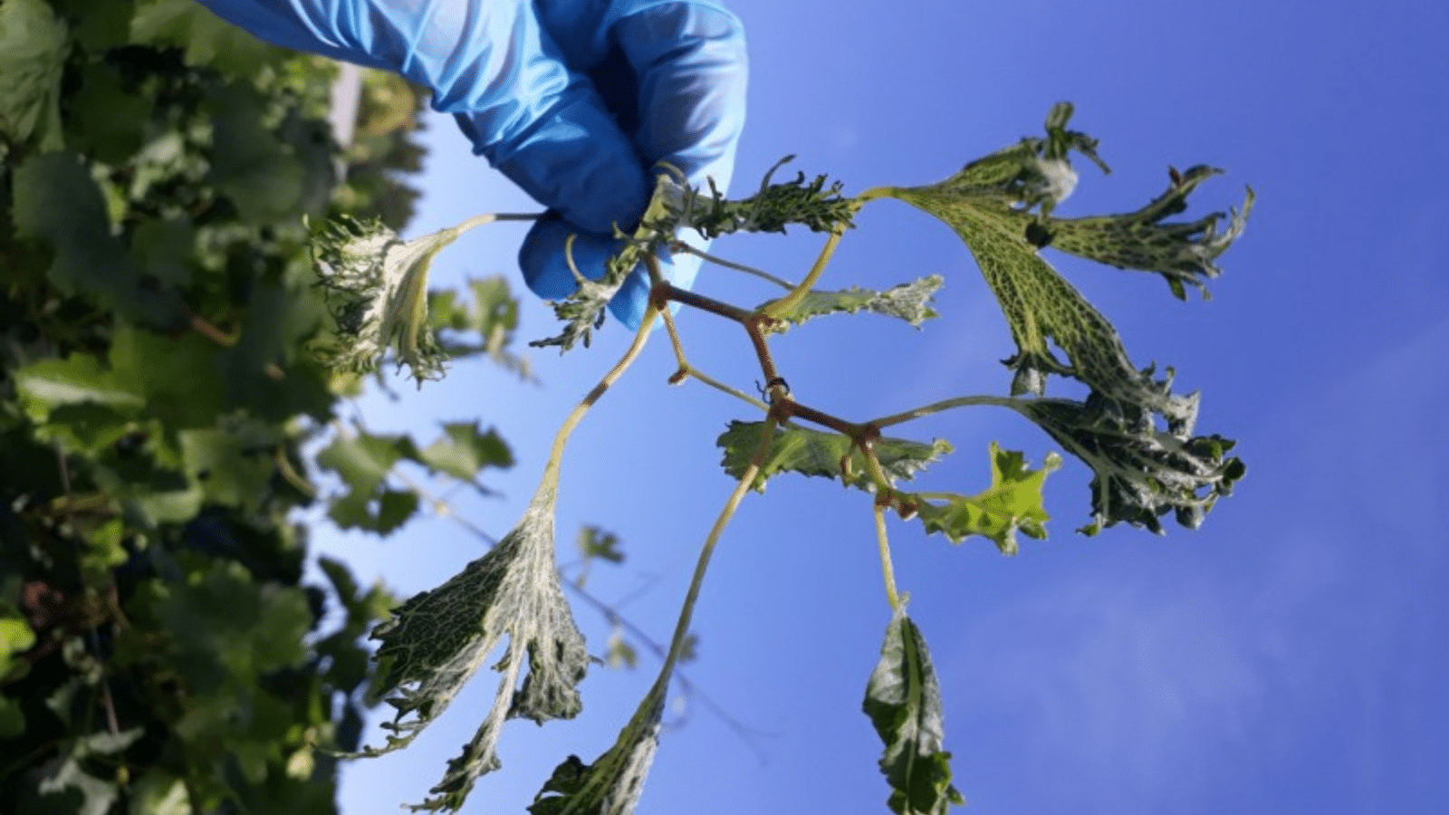 Comissão de Agricultura quer mais controle no uso de herbicidas hormonais no RS. Foto: Divulgação/Seapdr.