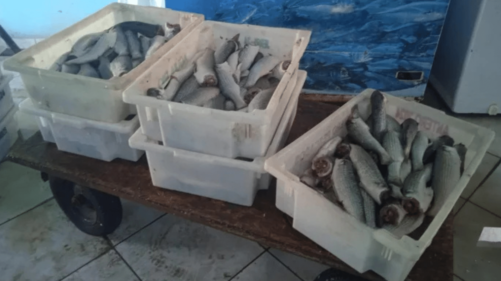 Polícia Ambiental apreende 550 quilos de pescado ilegal em Rio Grande. Foto: Divulgação / Patram Rio Grande.
