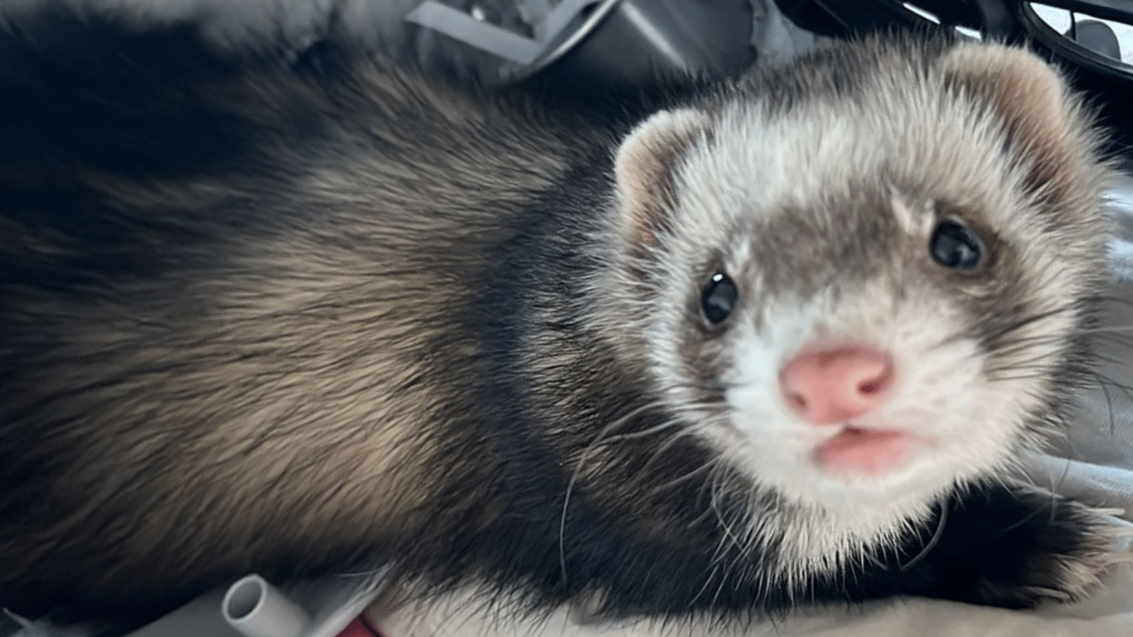 Furão microchipado está desaparecido em Camaquã. Foto: Arquivo pessoal/Divulgação.