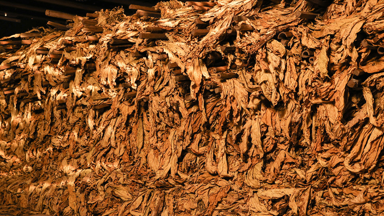 Primeira rodada de negociação do preço do tabaco termina sem acordo