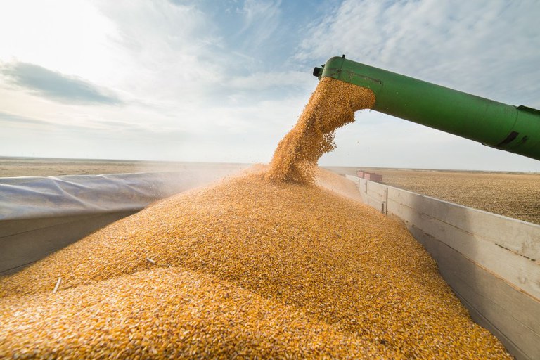 Somadas, as produções de grãos no Brasil entre 2023 e 2025 chegaram a 955,23 milhões de toneladas. A produção nacional de soja, milho, algodão, sorgo e café do tipo canephora quebrou recordes. Foto; Getty Images