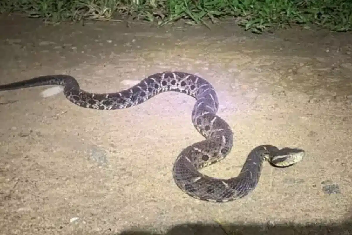 Invasão de cobras assusta moradores de Mariana Pimentel