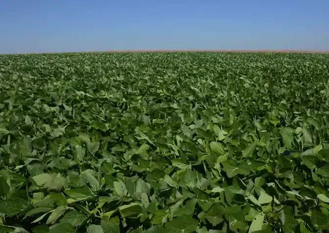 Dia de campo Afubra promete novidades para o agro da região