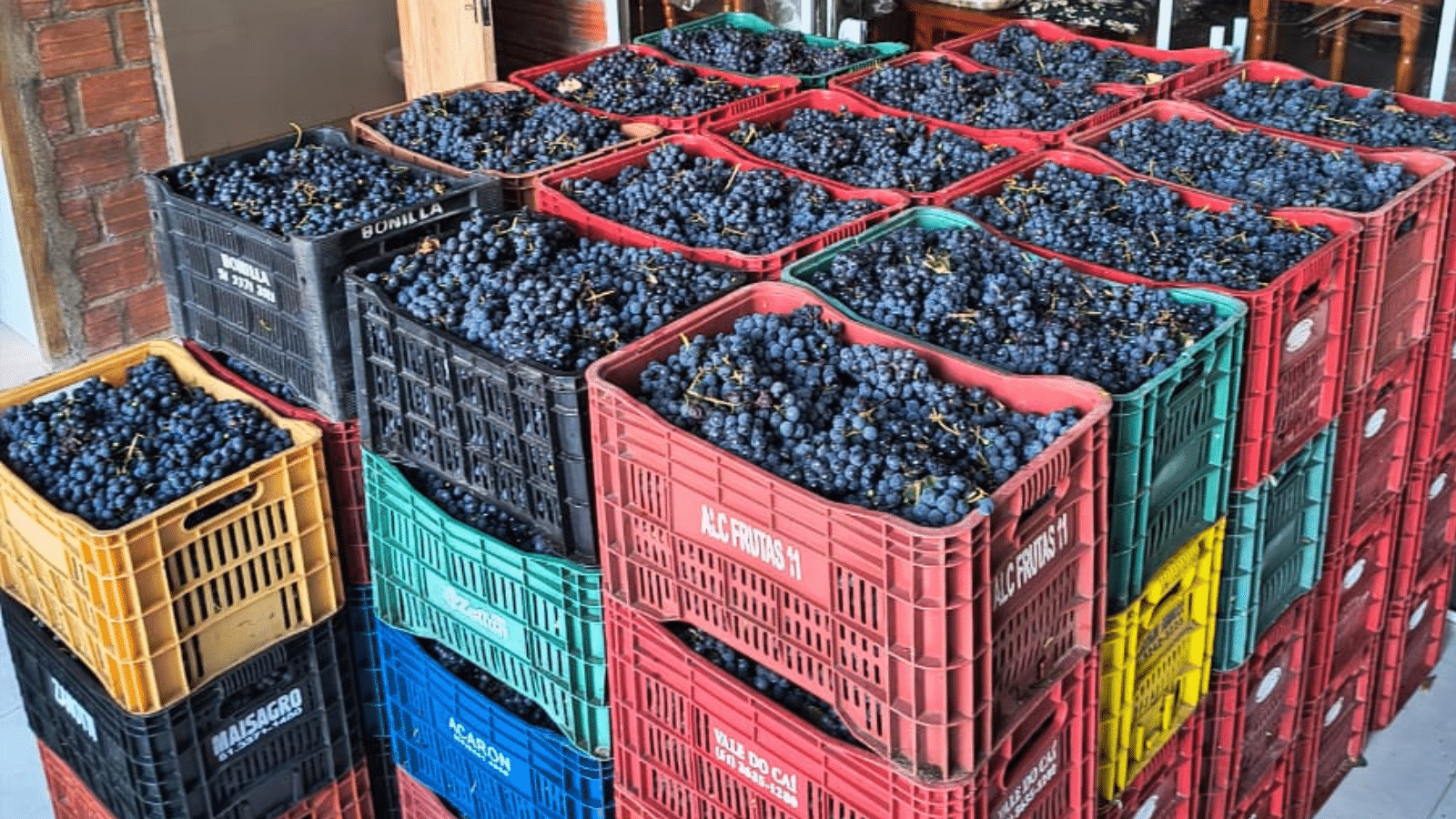 Carga de 1,5 tonelada de uva produzida em Camaquã. Foto: Divulgação/Arquivo pessoal.