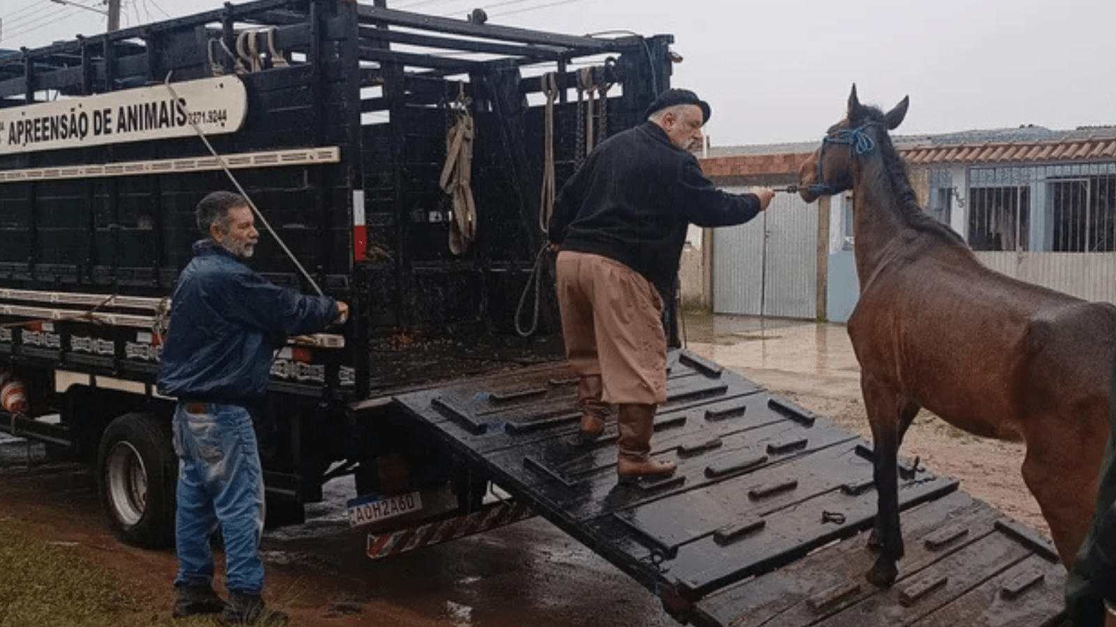 Cavalos soltos em vias públicas passam a ser enquadrados como maus-tratos em Pelotas. Foto: Prefeitura de Pelotas/Divulgação.