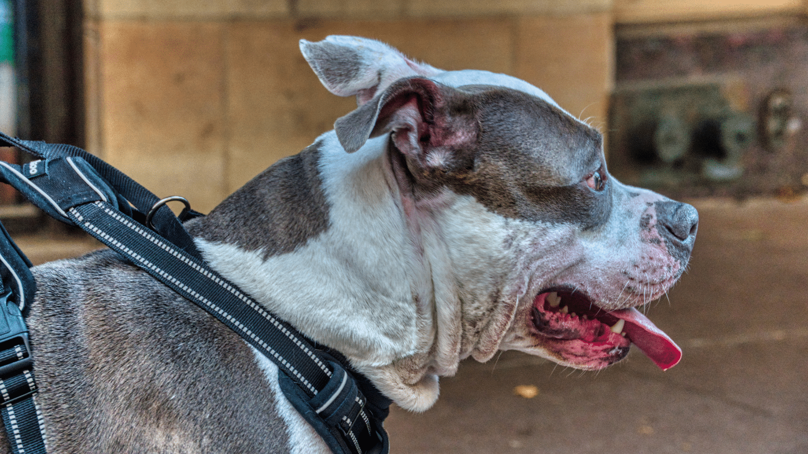 Pelotas torna obrigatória a microchipagem de pitbulls e outras sete raças. Foto: Ilustrativa/Canva.