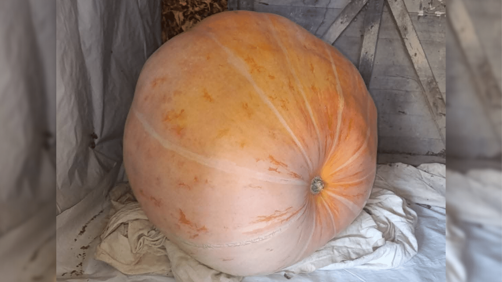 Abobora com mais de 70kg é colhida em Dom Feliciano