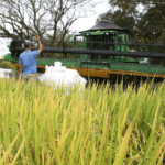 Abertura da Colheita do Arroz e Grãos em Terras Baixas começa nesta terça-feira (24)