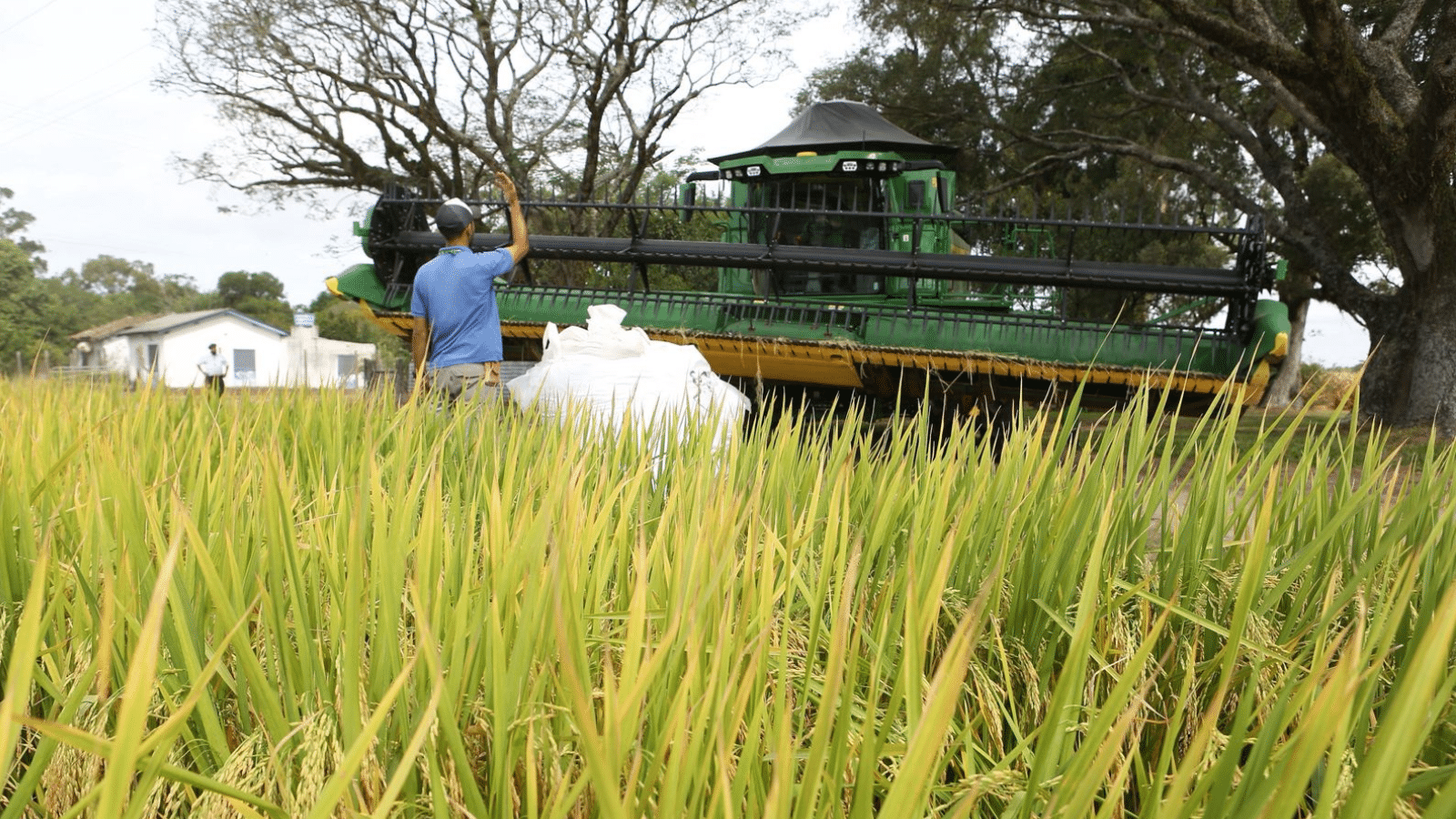 Abertura da Colheita do Arroz e Grãos em Terras Baixas começa nesta terça-feira (24)