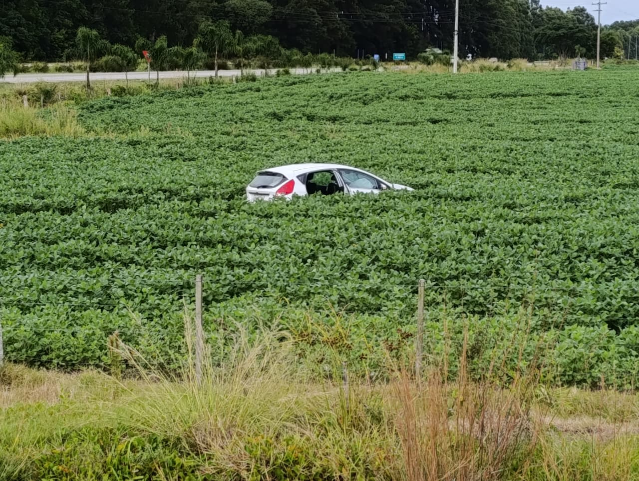Carro sai da pista e invade plantação de soja em Camaquã