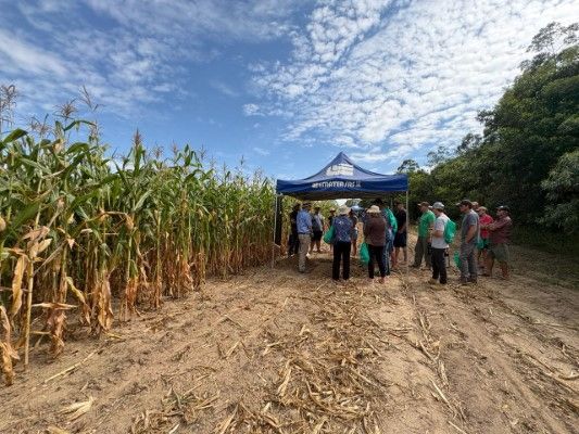 Governo libera sementes sem custo para salvar lavouras no RS
