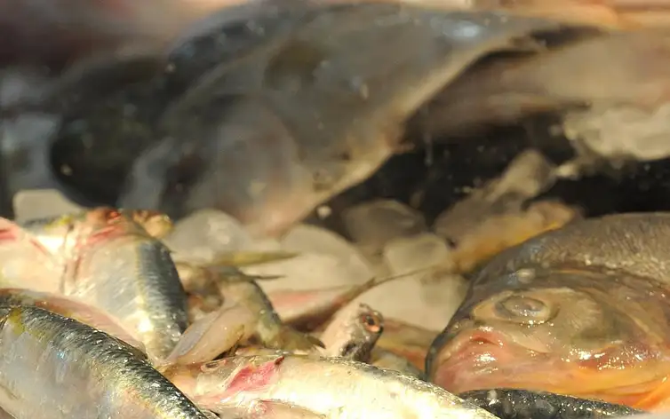 Pesca em Camaquã recebe incentivo de até R$ 15 mil