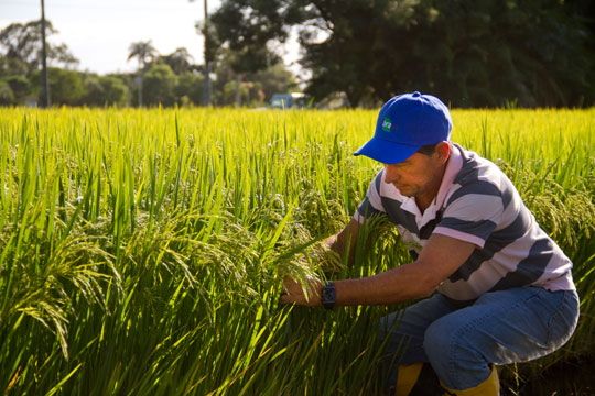 Abertura da Colheita apresentará o arroz que vira combustível e grãos pretos