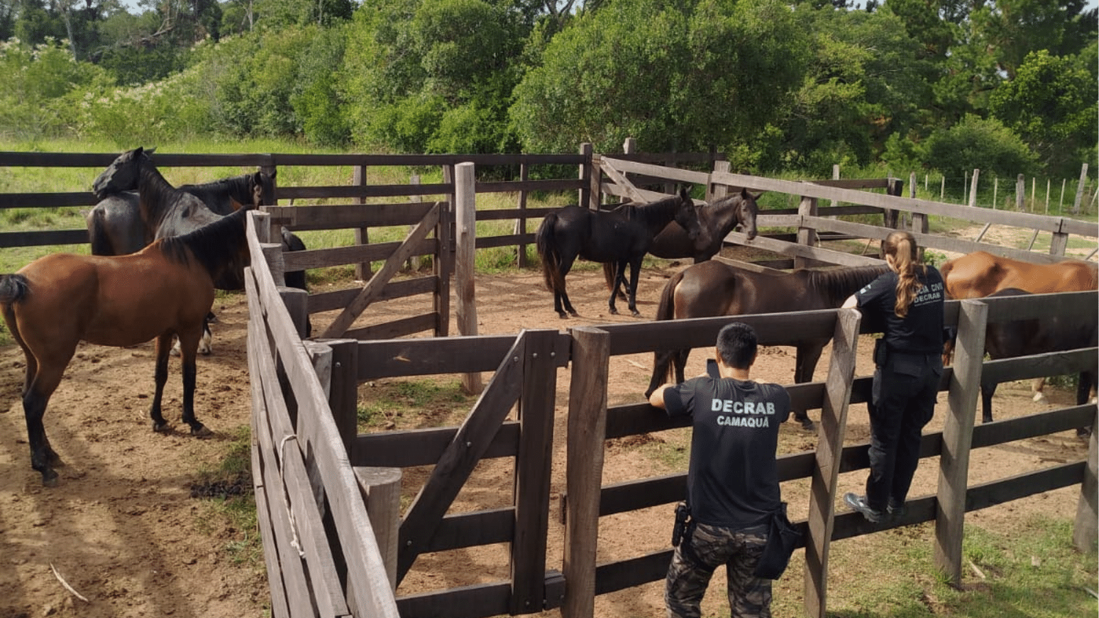 Polícia recupera cavalos furtados e identifica envolvidos em Charqueadas