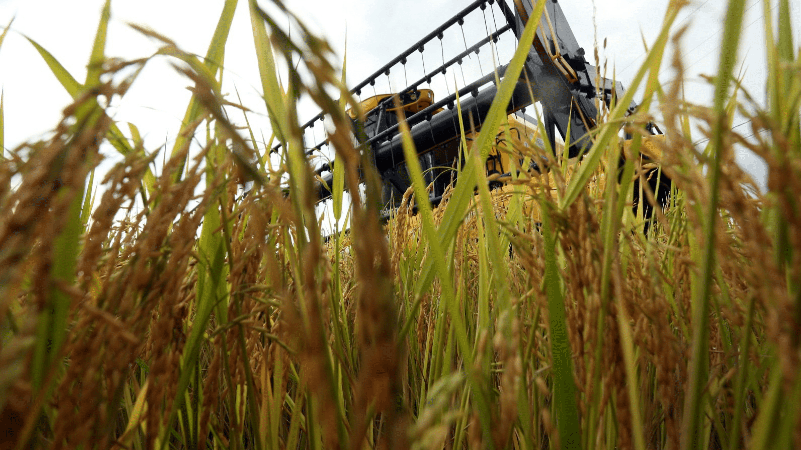 Federarroz e Farsul indicam medidas para conter crise no arroz em 2026
