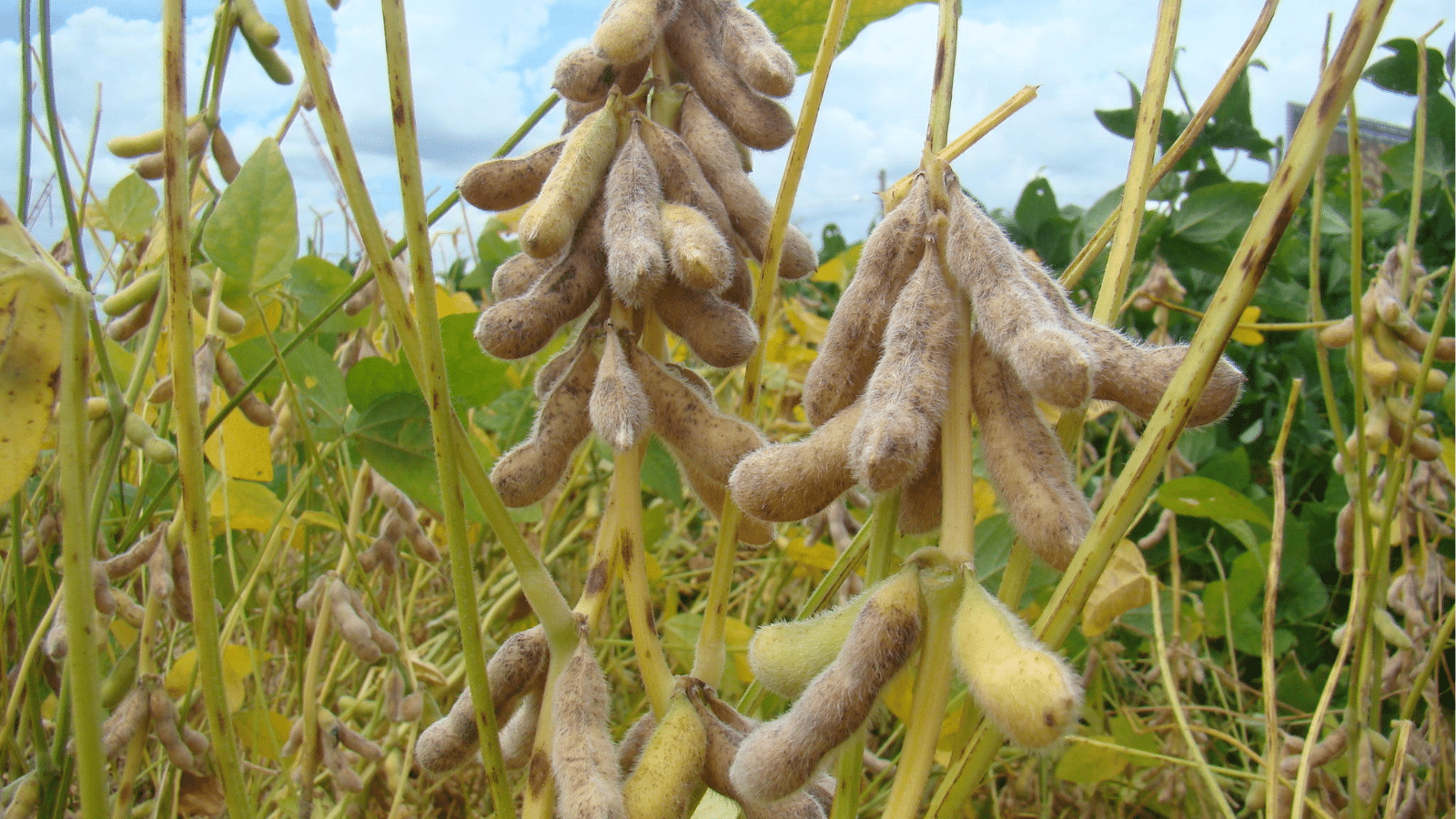 Rio Grande do Sul segue entre os maiores produtores de grãos do País