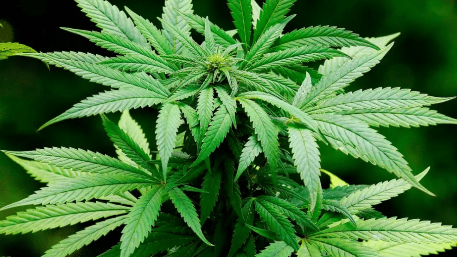 Cannabis no agro ganha espaço na Expoagro Afubra 2026