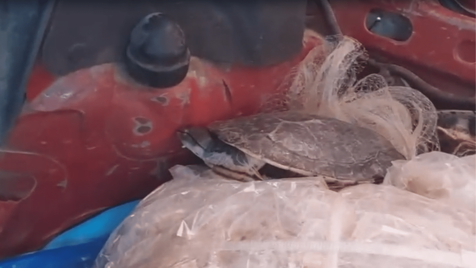 Polícia flagra dupla transportando animais silvestres e pescados de forma irregular