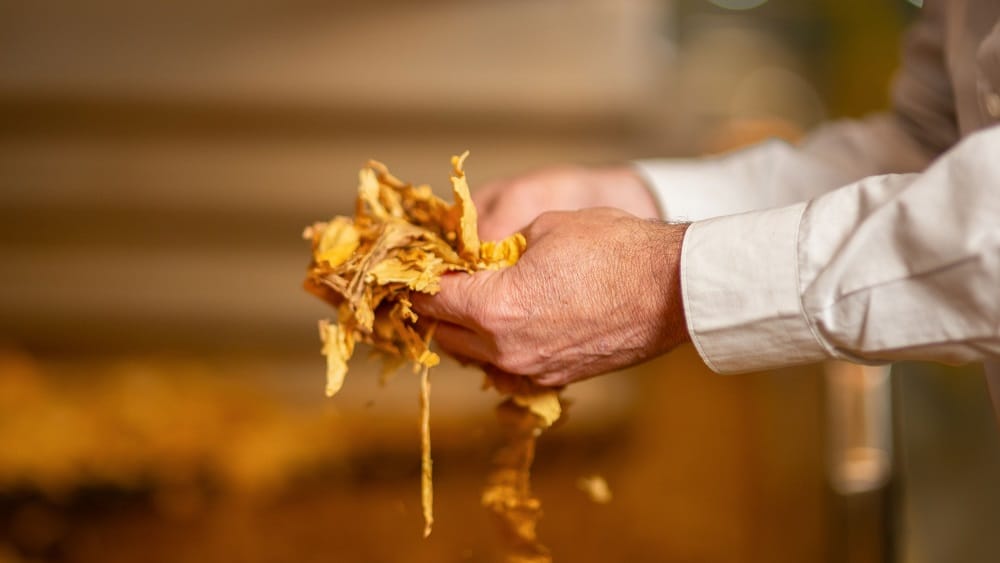 Brasil registra recorde histórico nas exportações de tabaco em 2025
