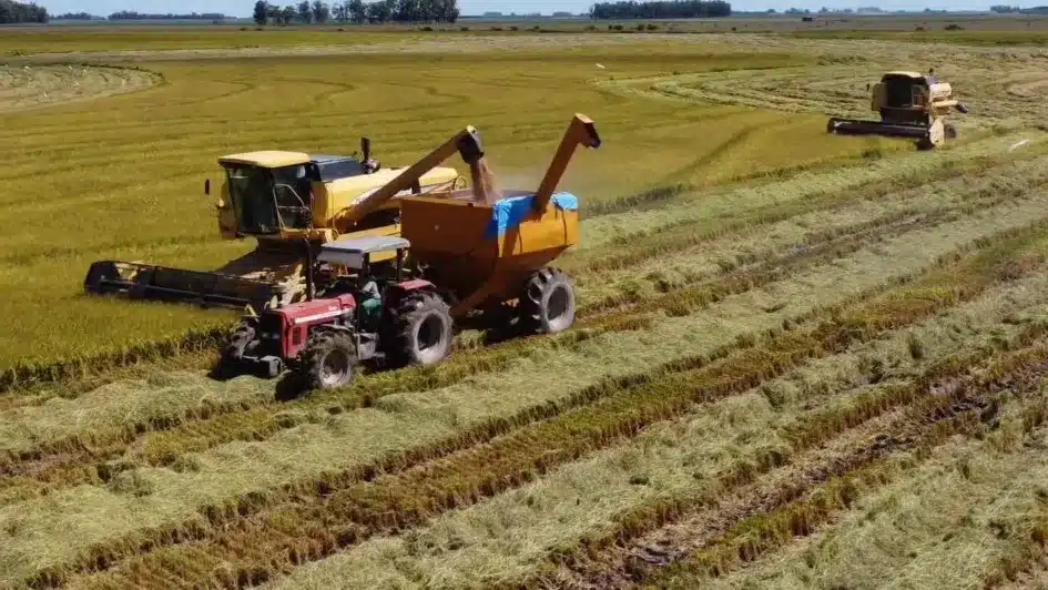 Arroz: safra gaúcha recorde enfrenta preços baixos e estoques cheios