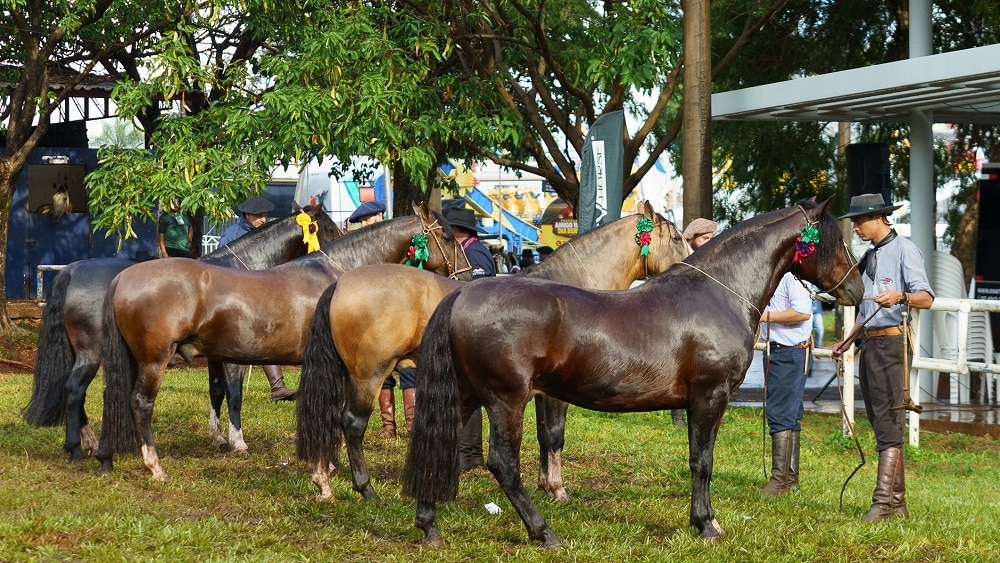 Tapes recebe etapa classificatória da morfologia do Cavalo Crioulo