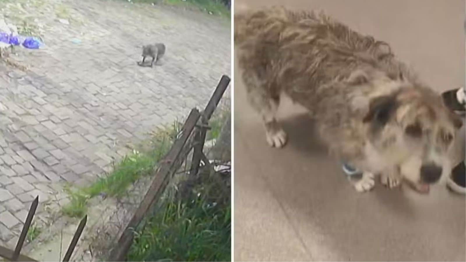Polícia caça agressores do cão Spike após ser torturado com pauladas e pregos