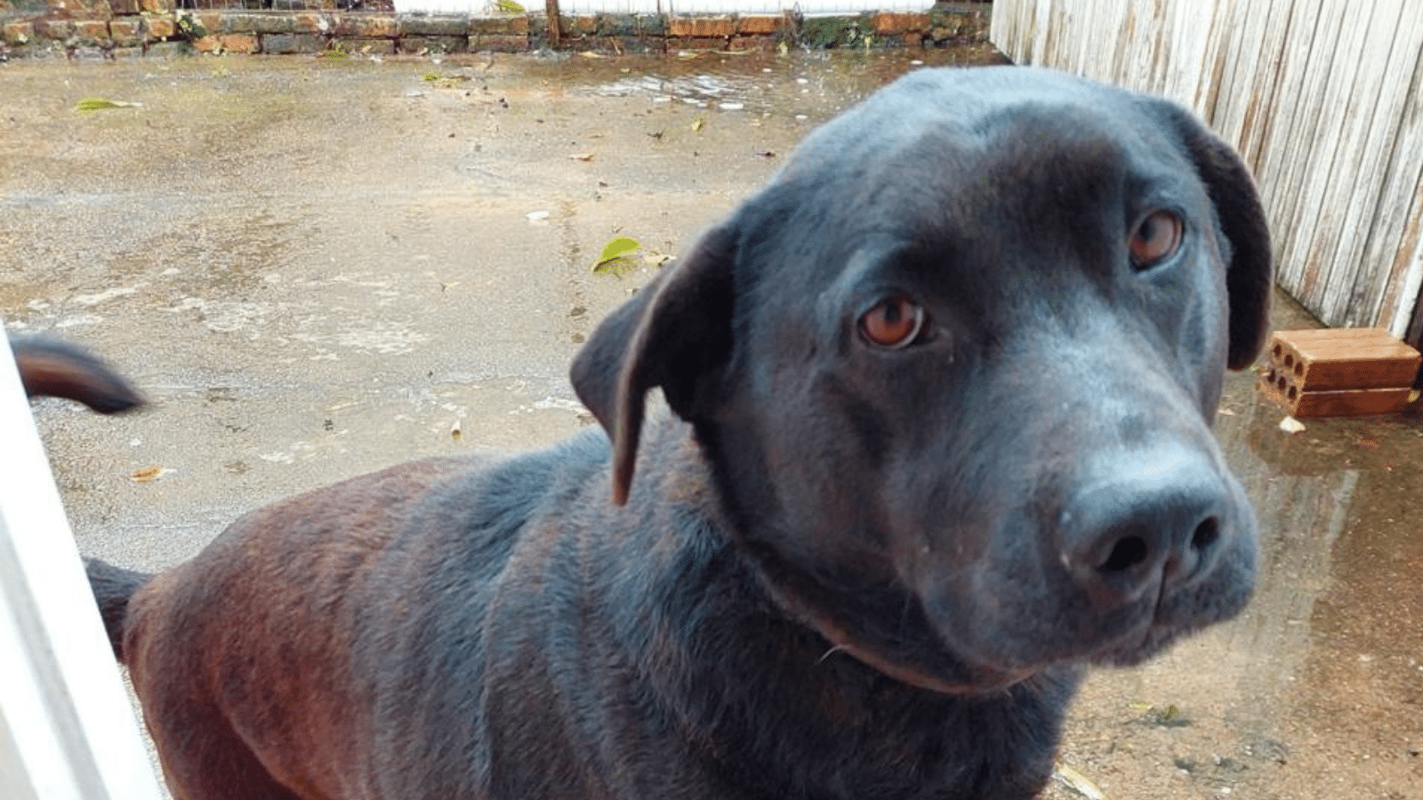 RS se torna primeiro estado a ter fundo destinado à proteção animal