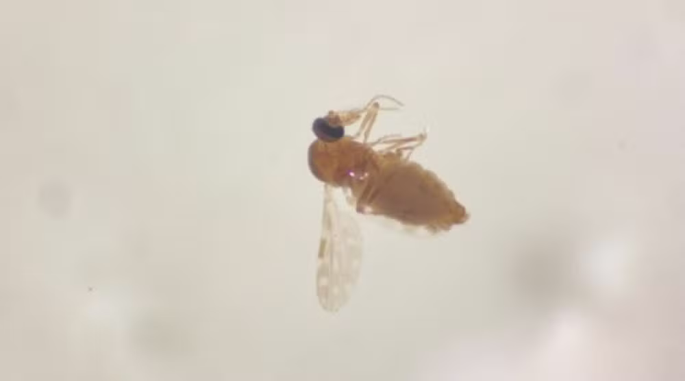 Invasão de mosquito "invisível" assusta a população e liga alerta para doença sem cura