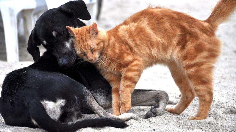 Camaquã oferece últimas vagas para castração gratuita de animais