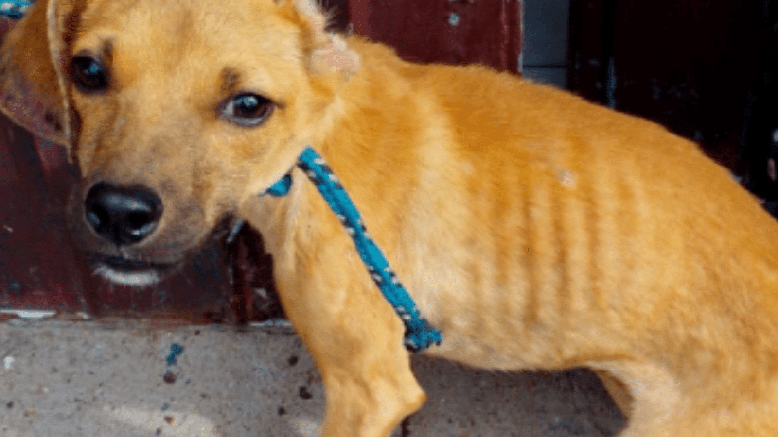 Mulher é presa por maus-tratos a animais em Rio Grande
