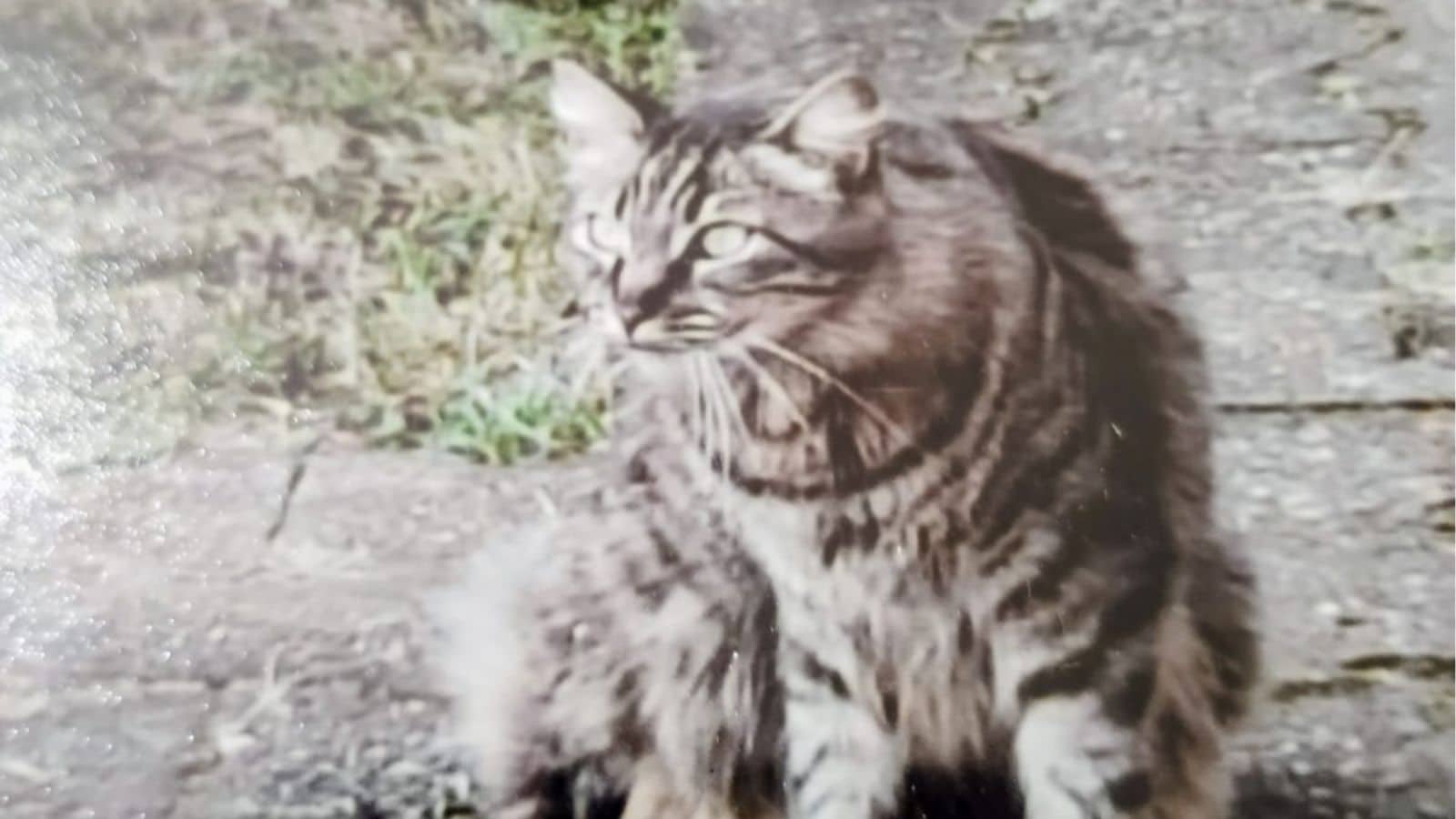 Gata desaparecida mobiliza buscas no Bairro Olaria, em Camaquã