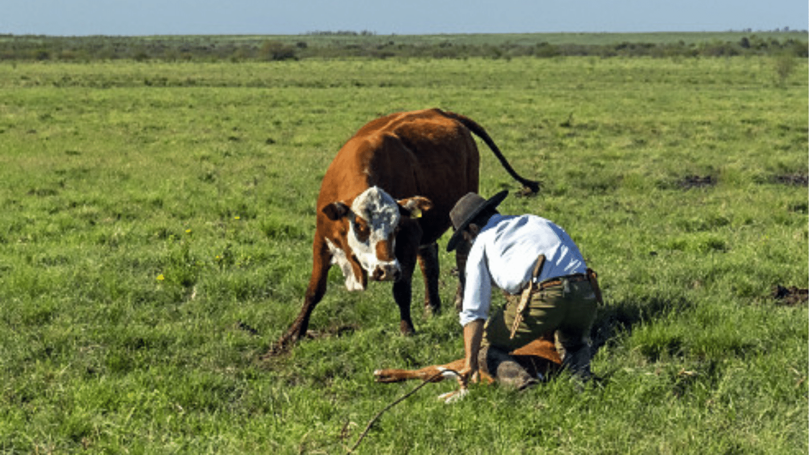 Sustentabilidade e lucro: o ecossistema necessário para manter o produtor no campo