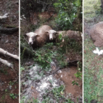 Ataque de cães mata mais de 50 ovelhas no norte do RS