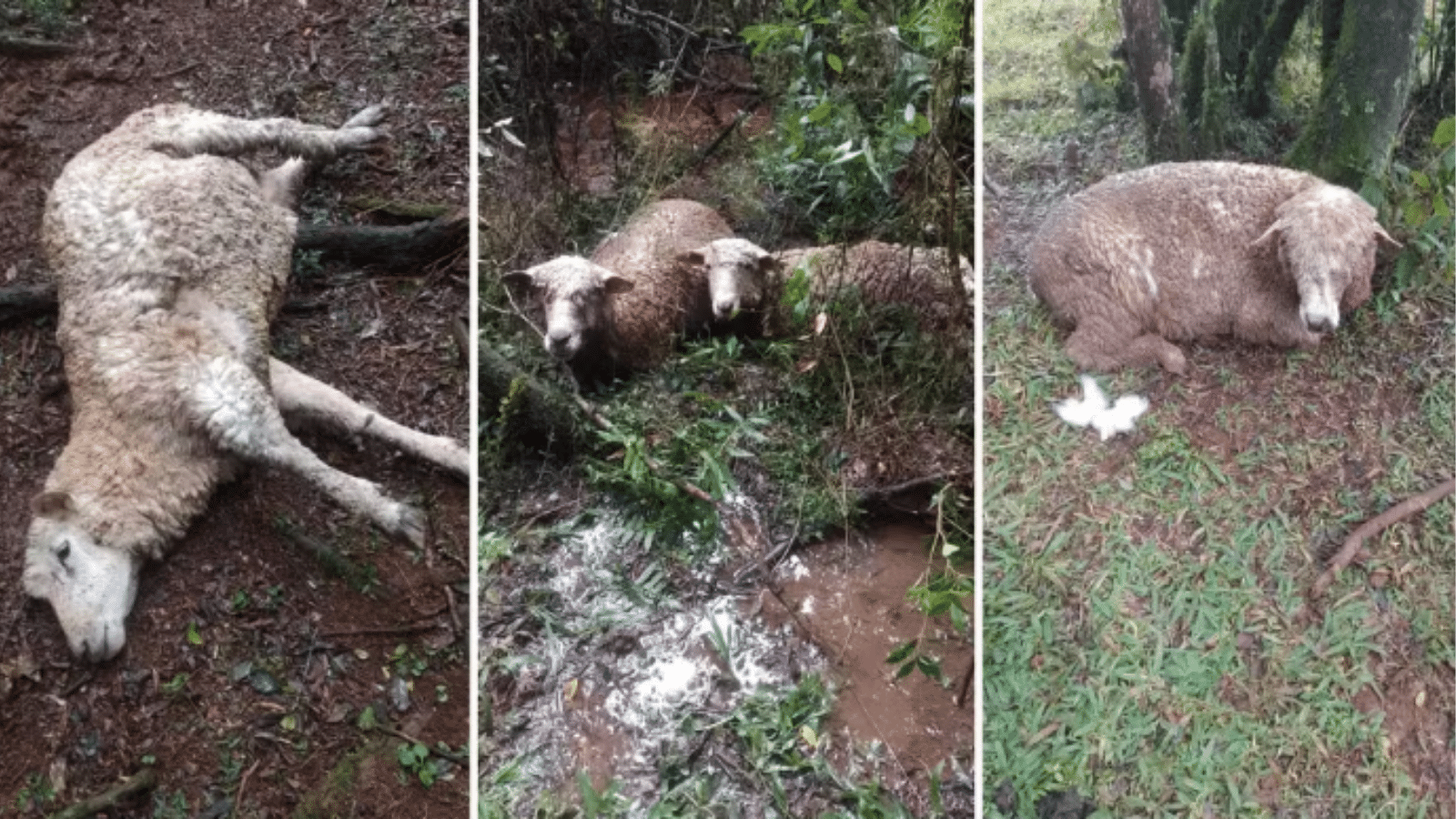 Ataque de cães mata mais de 50 ovelhas no norte do RS