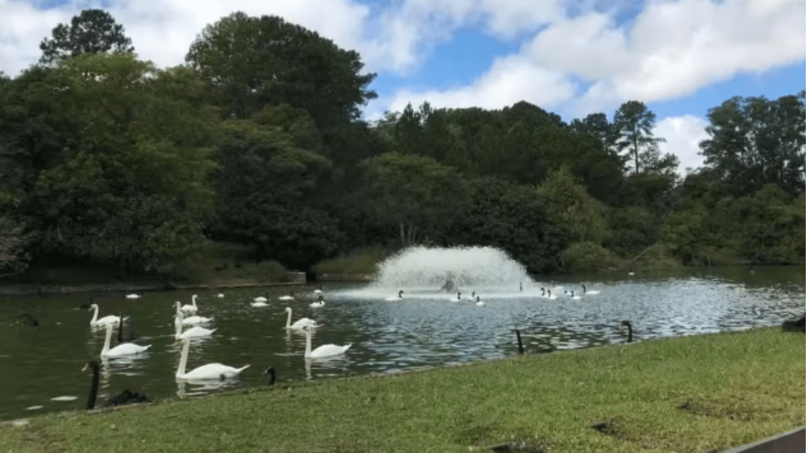 Zoológico de Sapucaia do Sul suspende atividades após mortes de 15 cisnes