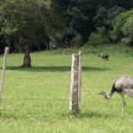 Meio Ambiente será pauta de discussões em Camaquã na próxima semana