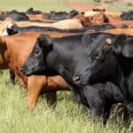 Exportações de carne: advogada explica cenário europeu e critica informações sem fundamento