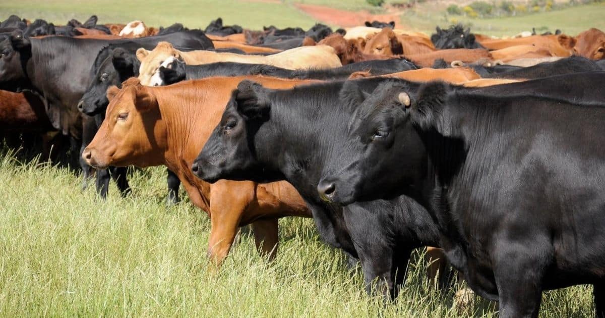 Exportações de carne: advogada explica cenário europeu e critica informações sem fundamento