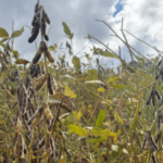 Impasse com a União Europeia ameaça exportações do agro gaúcho
