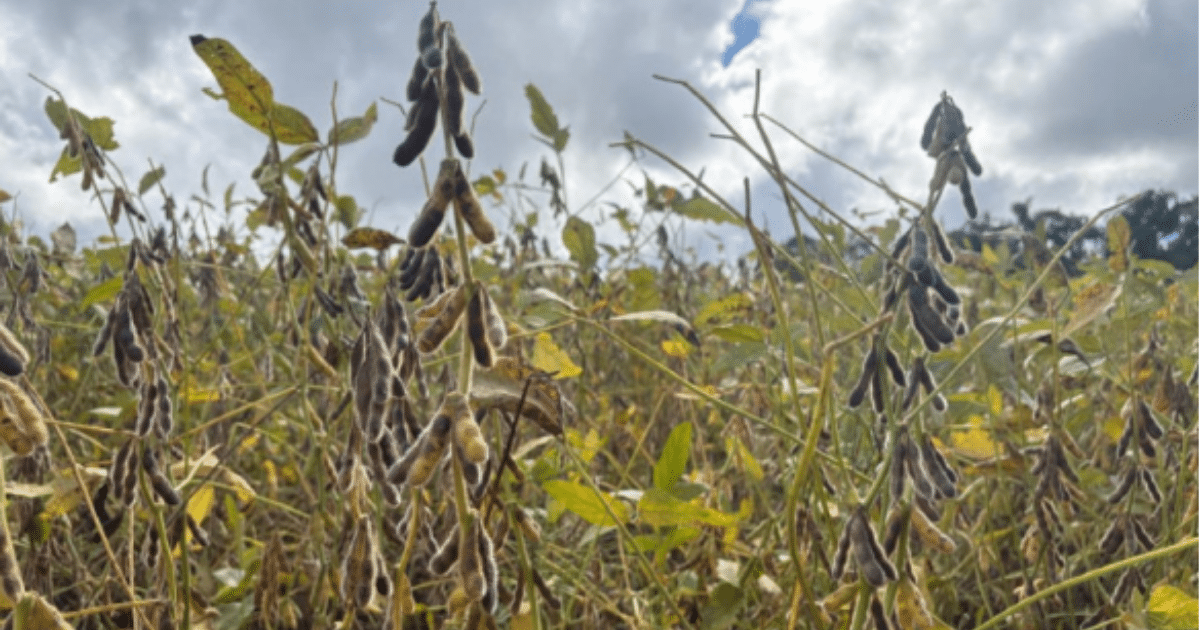 Impasse com a União Europeia ameaça exportações do agro gaúcho