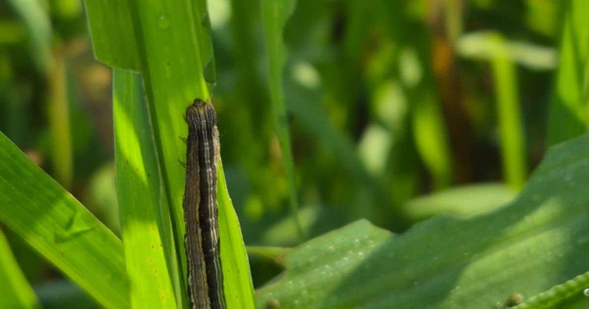 Lagartas avançam sobre as pastagens e elevam alerta na pecuária brasileira