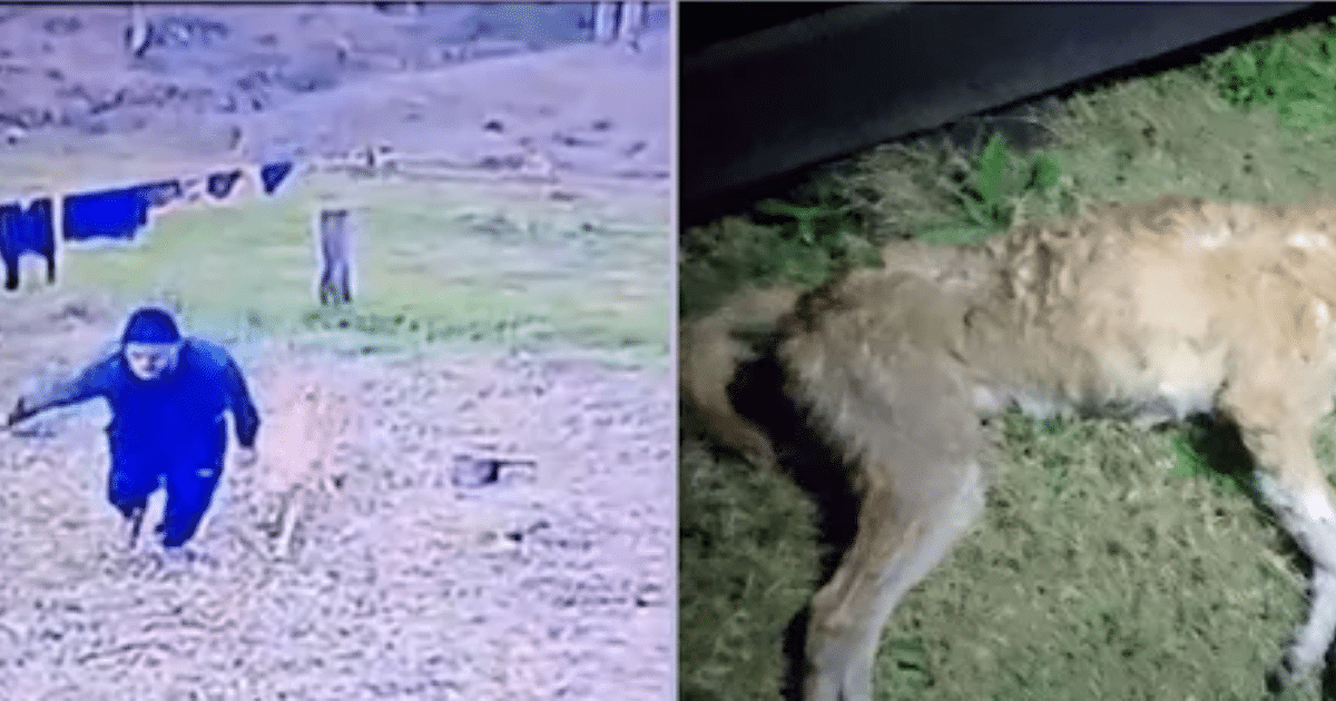 Crueldade: Homem enforca cachorro e joga-o em açude de Canguçu