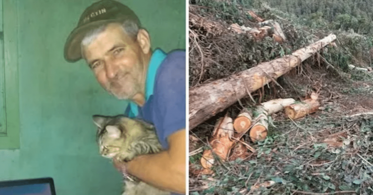 Trabalhador morre após ser atingido por eucalipto na região central do Estado