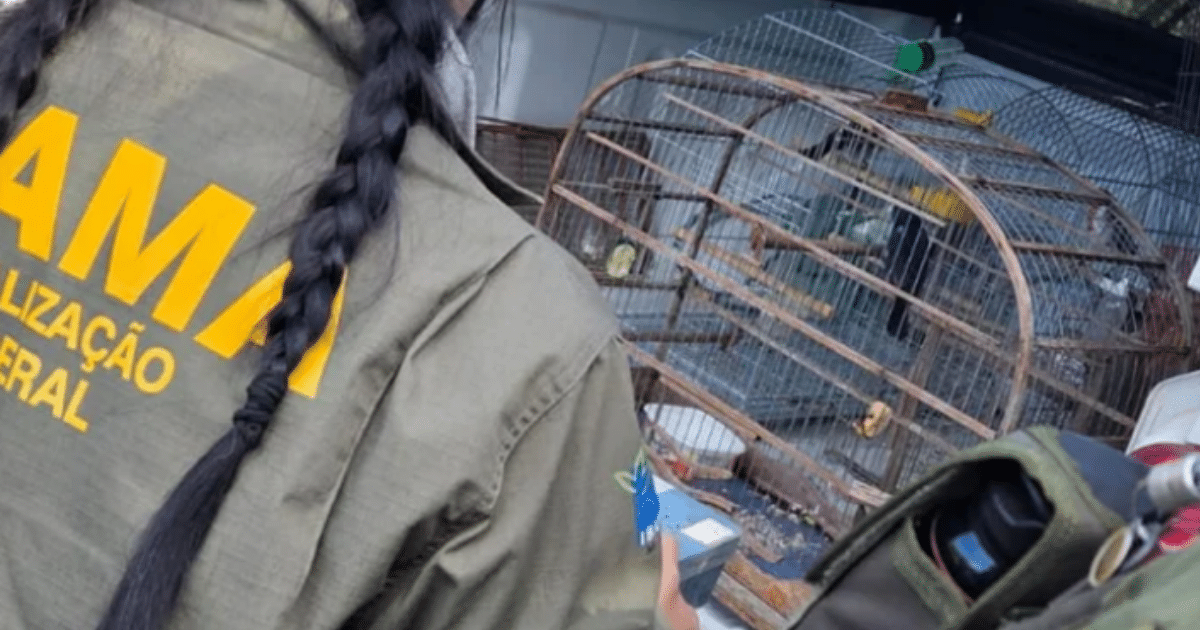 PATRAM resgata sete aves silvestres mantidas em cativeiro em Jaguarão
