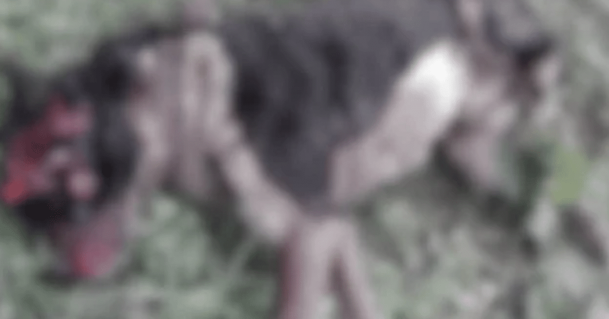 Idoso mata cachorro com golpes de facão e agride esposa no norte do RS