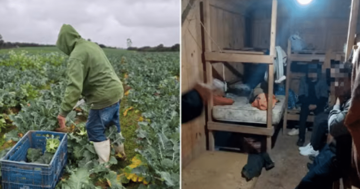 Seis indígenas são resgatados de trabalho análogo à escravidão em lavoura no RS